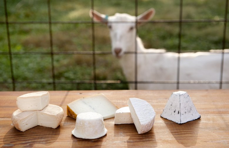 Výroba kozího sýru